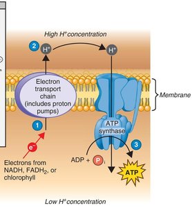 Chemiosmosis diagram