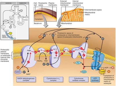 Electron transport and chemiosmotic ATP generation