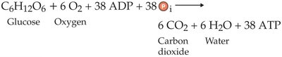 Lactic acid and alcohol fermentation pathways