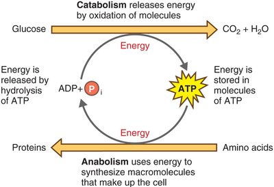 ATP coupling catabolism and anabolism