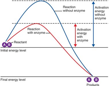 Activation energy with and without enzyme