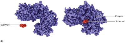 Enzyme conformational change upon substrate binding