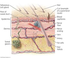 Cross section of skin showing possible entry points for pathogens