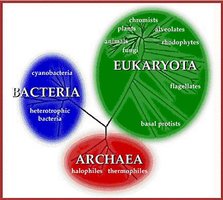 Diagram of major groups of microorganisms