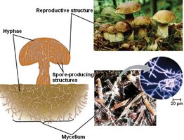 Fungal mycelium and mushrooms