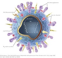 Structure of a virus