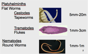Helminths: flatworms, flukes, roundworms