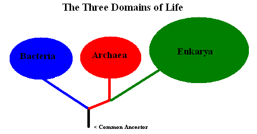 Three-domain phylogenetic tree