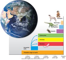 Timeline of life on Earth
