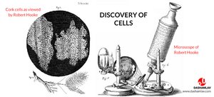 Discovery of cells by Robert Hooke