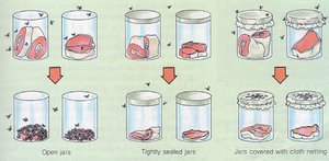 Redi's experiment repeated with different jars