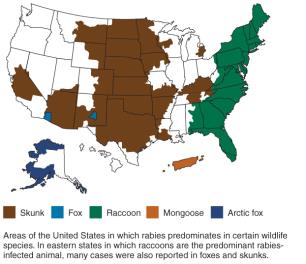 Map of rabies cases in U.S. wildlife species