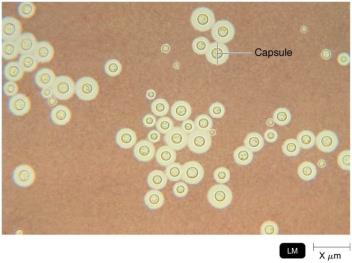 LM of Cryptococcus neoformans showing capsule