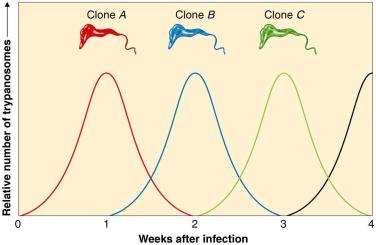 Graph showing antigenic variation in trypanosomes