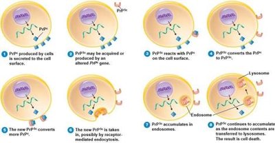 Diagram of prion propagation and cell death