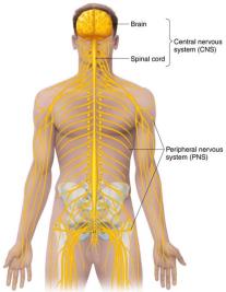 Diagram of the human nervous system showing CNS and PNS