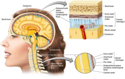 Diagram of the meninges and cerebrospinal fluid