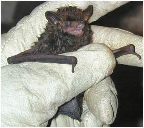 Photo of a silver-haired bat, a rabies reservoir