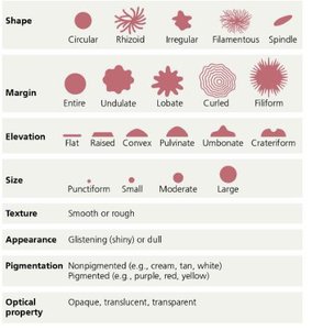 Colony morphology chart