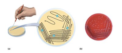 Pour plate method of isolation