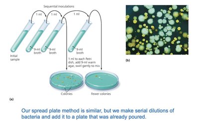 Biofilm development stages