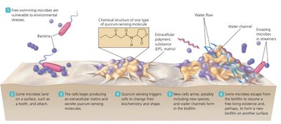 Quorum sensing and biofilm formation