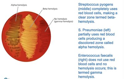 Hemolysis of Streptococci