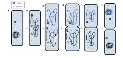 Binary fission steps