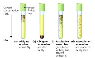 Thioglycolate broth tubes showing oxygen requirements