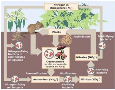 Nitrogen cycle and nitrogen-fixing bacteria