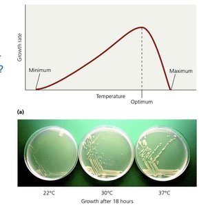 Effect of temperature on microbial growth rate and colony growth at different temperatures