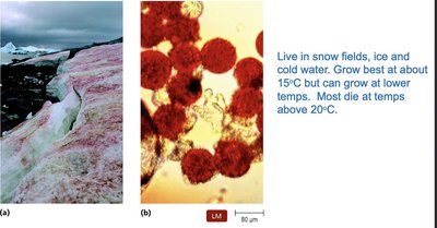 Psychrophile habitat and cells