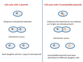 Cell cycle with compatible and incompatible plasmids