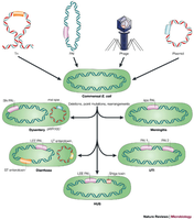 Diagram showing virulence genes on plasmids, phages, and transposons