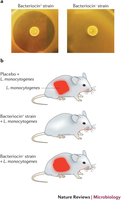 Bacteriocin activity in bacterial cultures and animal models