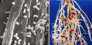 Bacteria with metabolic plasmids on plant roots