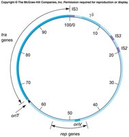 Map of F plasmid with tra genes, oriT, oriV, and IS elements