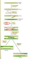 Diagram of homologous recombination steps in bacteria