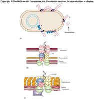 Diagram of transformation steps in bacteria