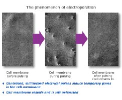 Cell membrane before, during, and after electroporation