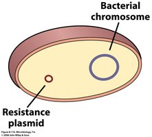 Bacterial cell with resistance plasmid and chromosome