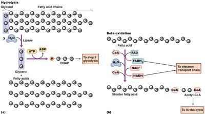 Catabolism of a fat molecule