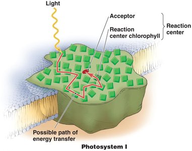 Reaction center of photosystem