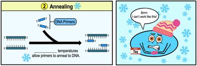 Annealing: primers bind to single-stranded DNA at lower temperature