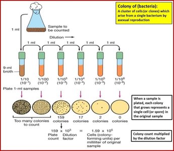 Diagram of serial dilution and plating for colony counting