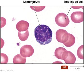 Lymphocyte and red blood cell under light microscope