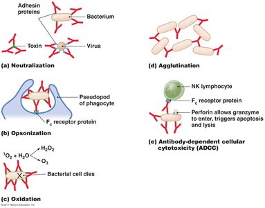 Functions of antibodies: neutralization, opsonization, agglutination, ADCC