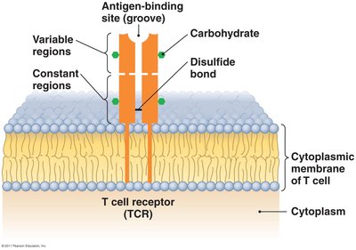Structure of T cell receptor (TCR)