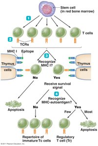 Clonal deletion of T cells
