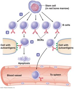 Clonal deletion of B cells